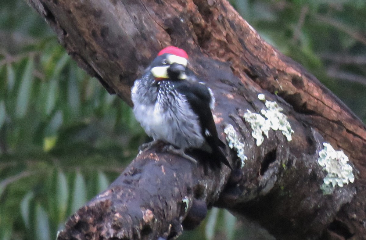 Acorn Woodpecker - Oliver  Komar