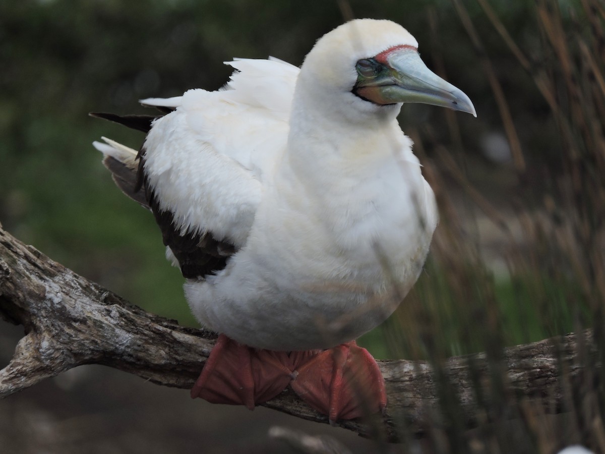Red-footed Booby - ML75186111