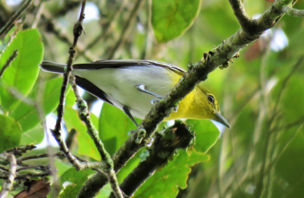 Gelbkehlvireo - ML75186181