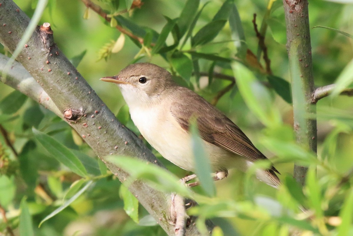 Eastern/Western Olivaceous Warbler - Agapito J. Verde