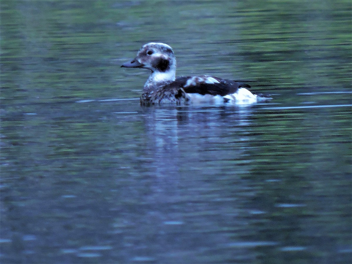 Long-tailed Duck - Eric Michael