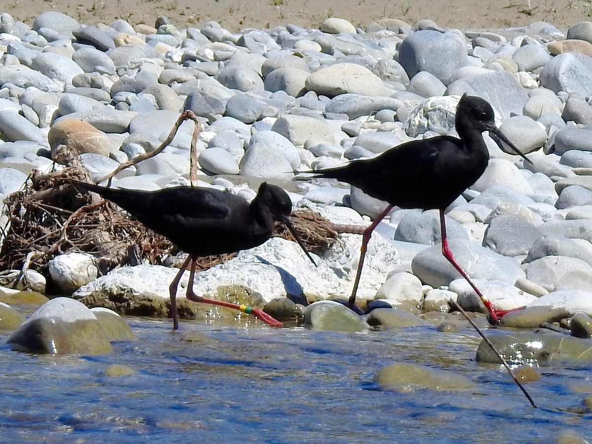 Black Stilt - ML75190451