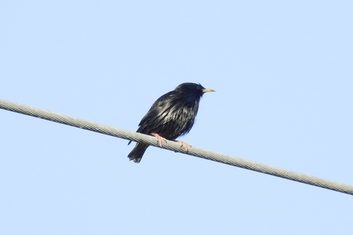 Spotless Starling - ML75191051