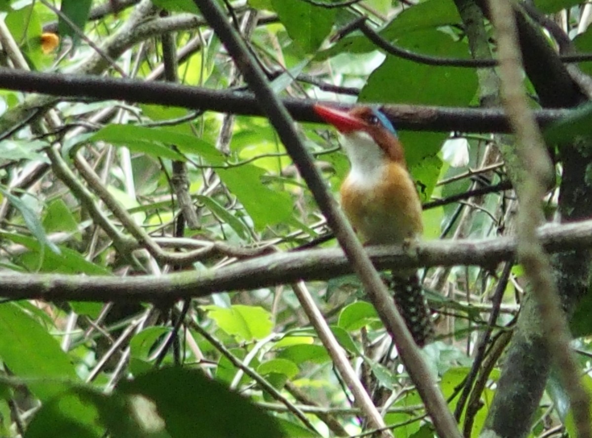 Banded Kingfisher - ML75191591