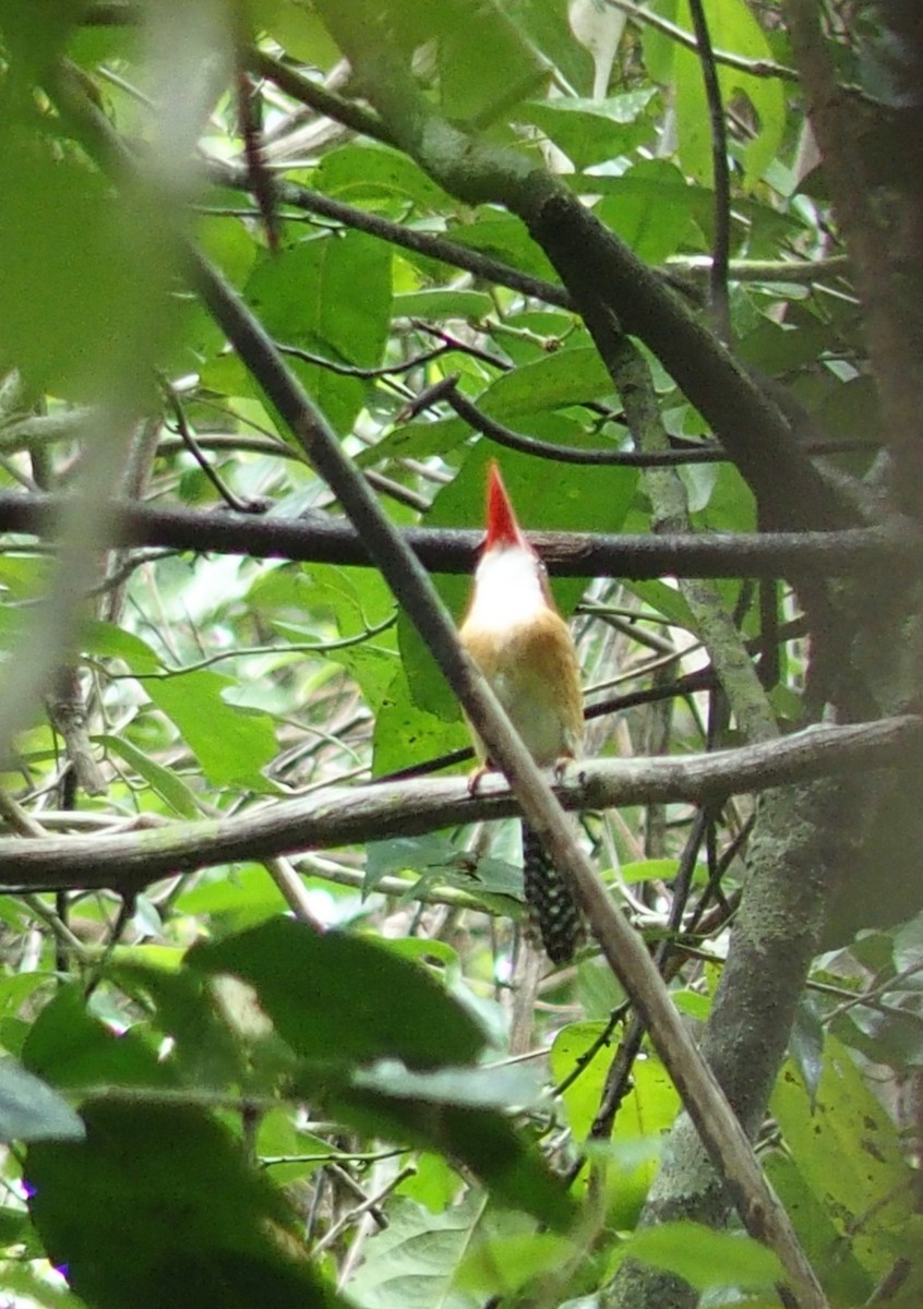 Banded Kingfisher - ML75191601