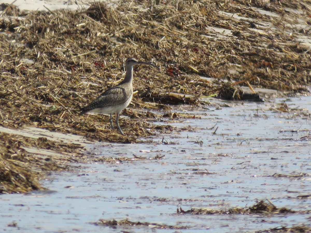 Whimbrel - Ian Pepper