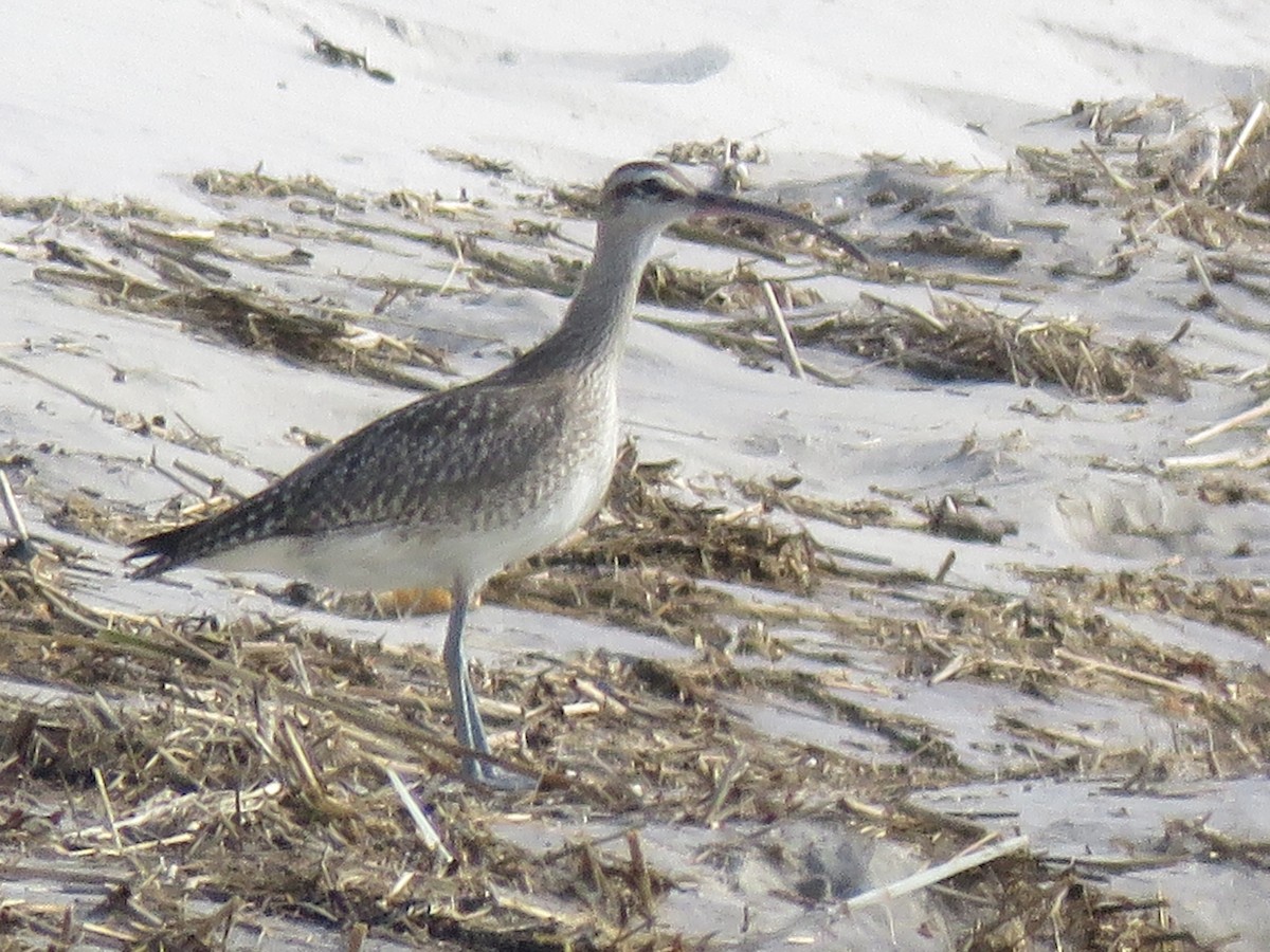 Whimbrel - Ian Pepper