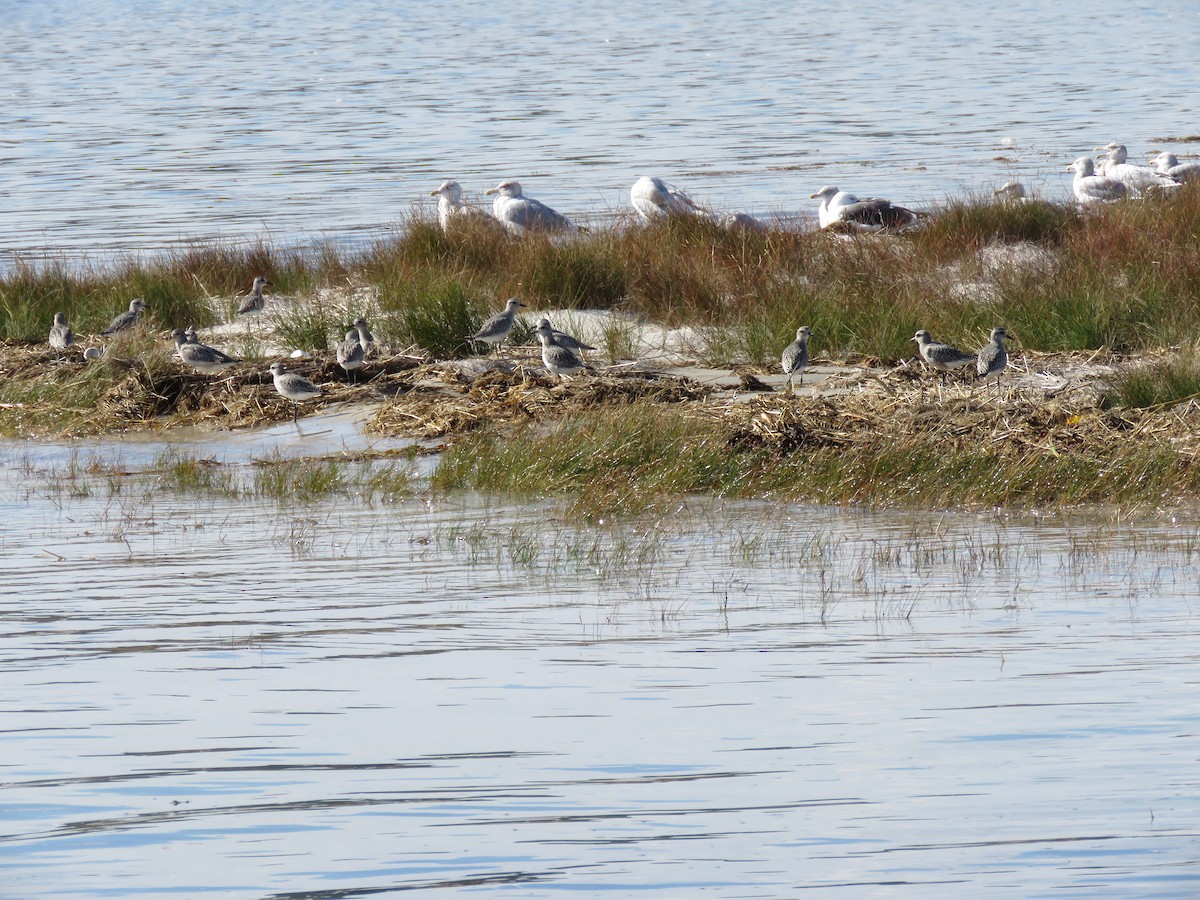 Black-bellied Plover - ML75192361