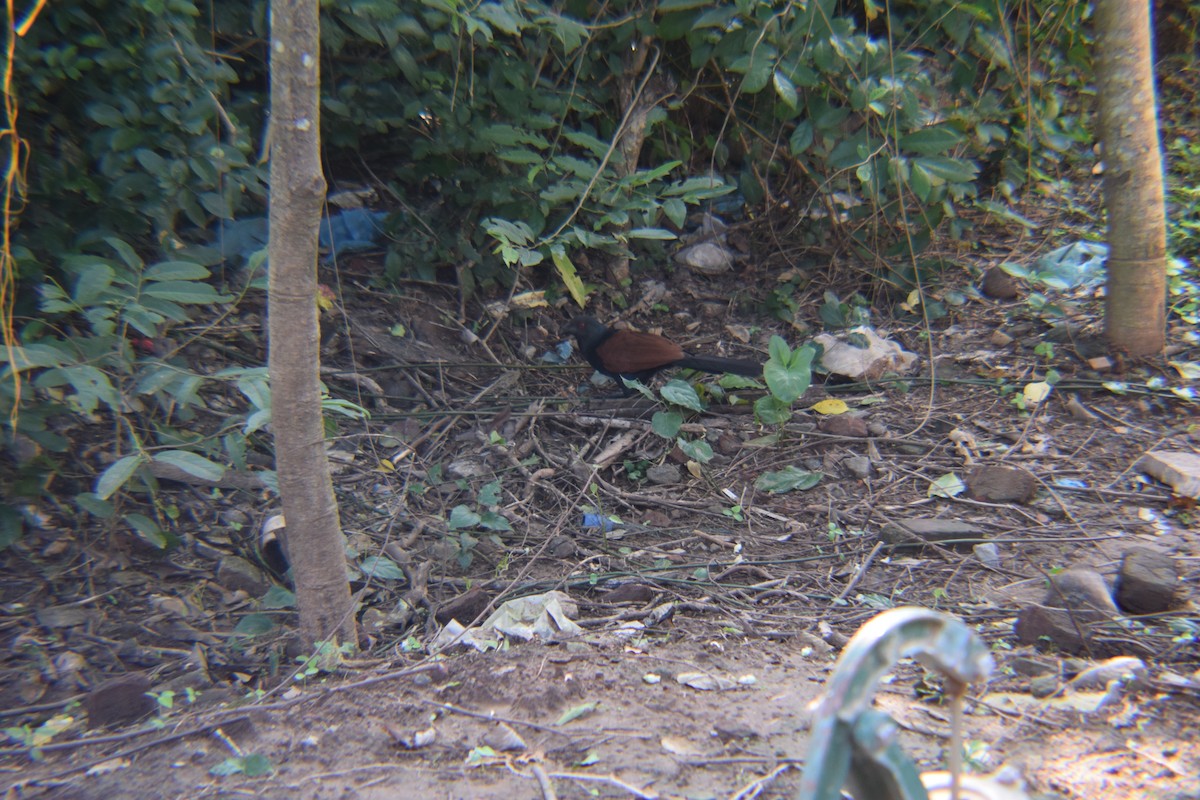 Greater Coucal - shameem Jhon