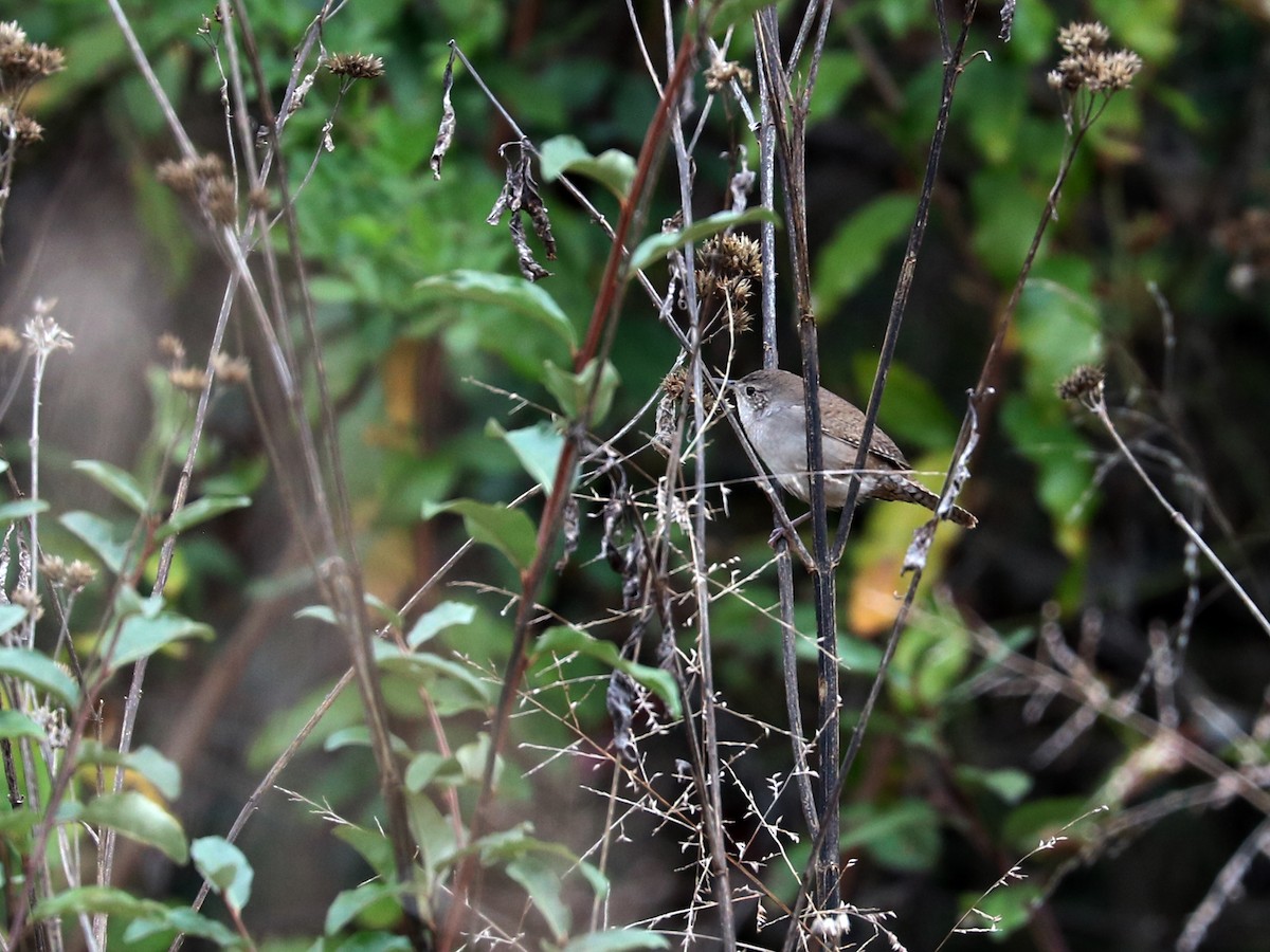 House Wren - Colin Sumrall