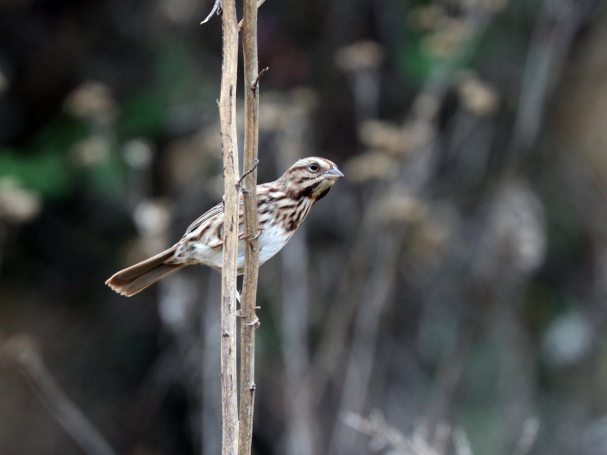 Song Sparrow - ML75193291