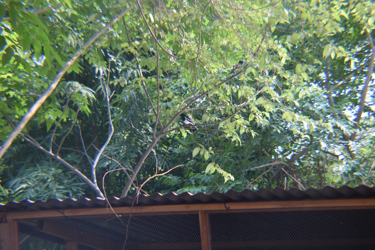 Oriental Magpie-Robin - shameem Jhon