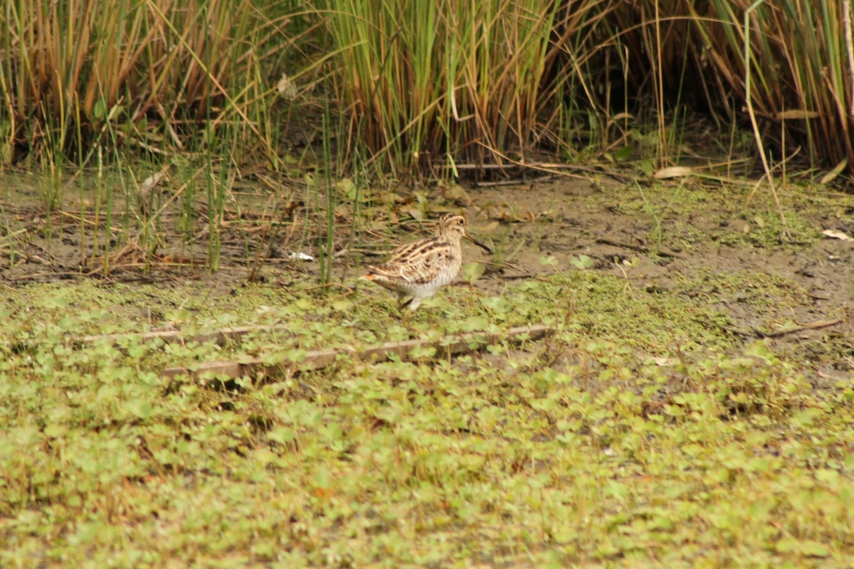 Latham's Snipe - ML75193641