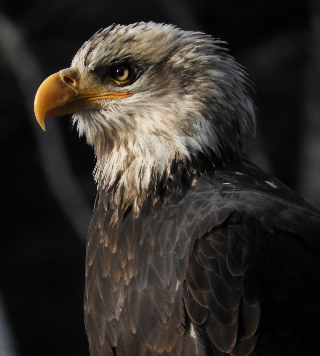 Bald Eagle - ML75193841