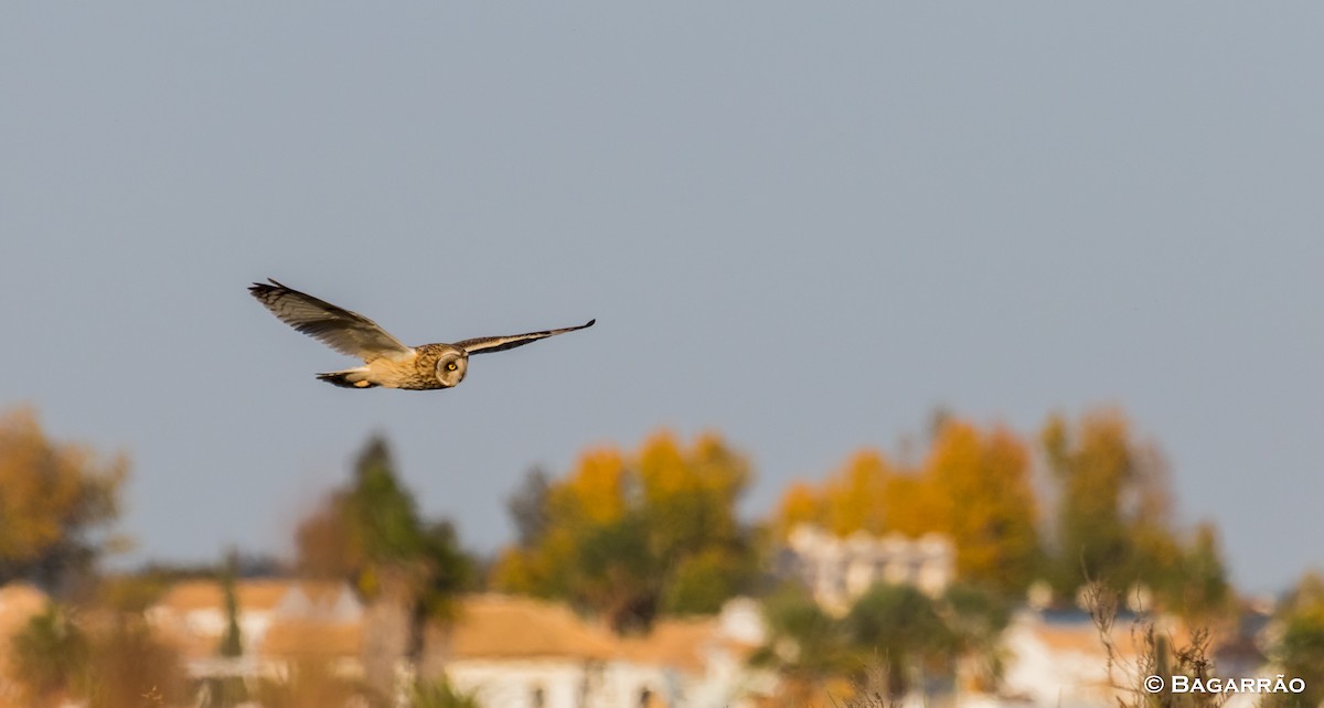 Short-eared Owl - ML75195011