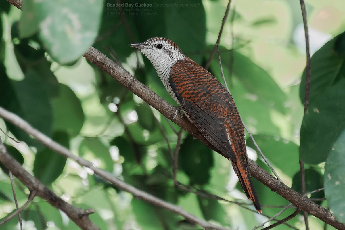 Banded Bay Cuckoo - Natthaphat Chotjuckdikul