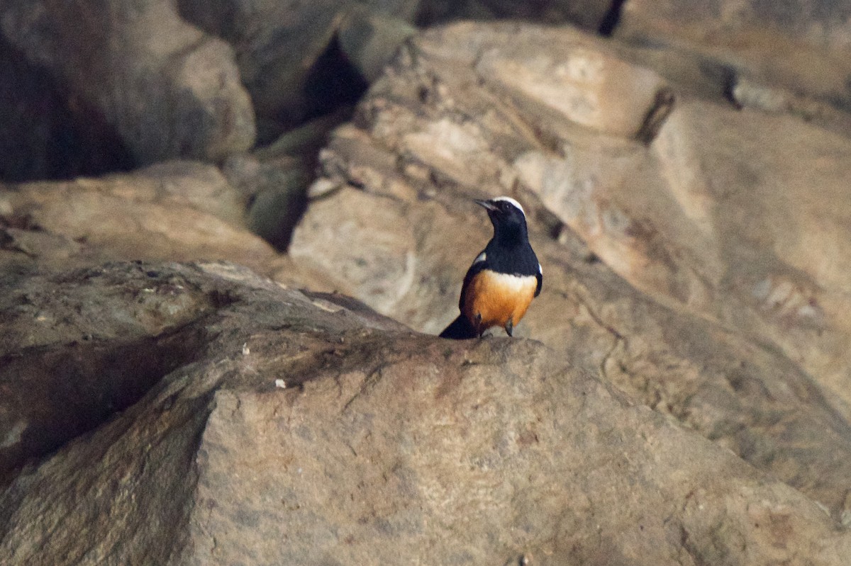 Mocking Cliff-Chat - Marilyn Henry