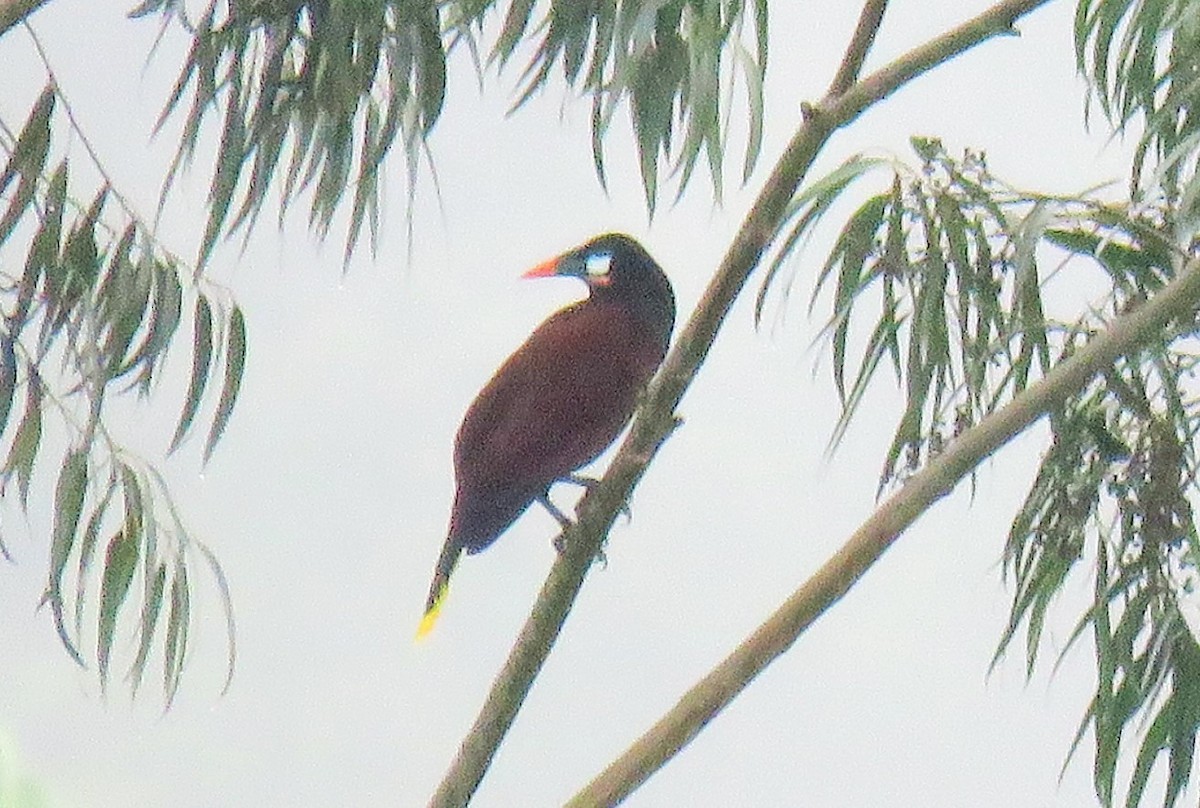 Montezuma Oropendola - ML75199101