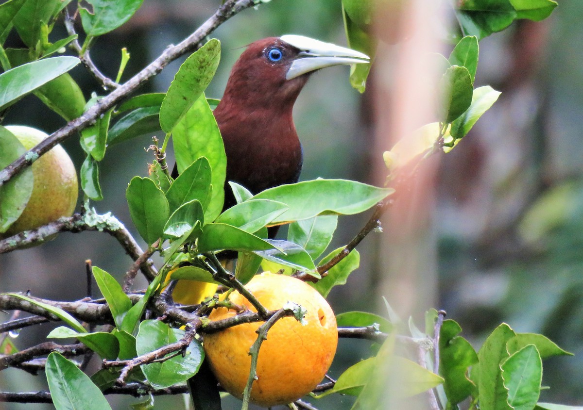 Chestnut-headed Oropendola - ML75199161