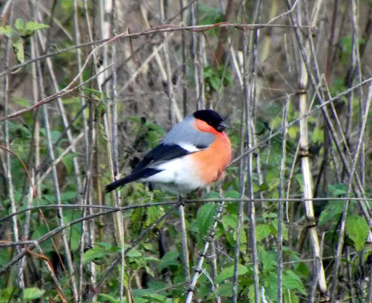 Eurasian Bullfinch - ML75199241