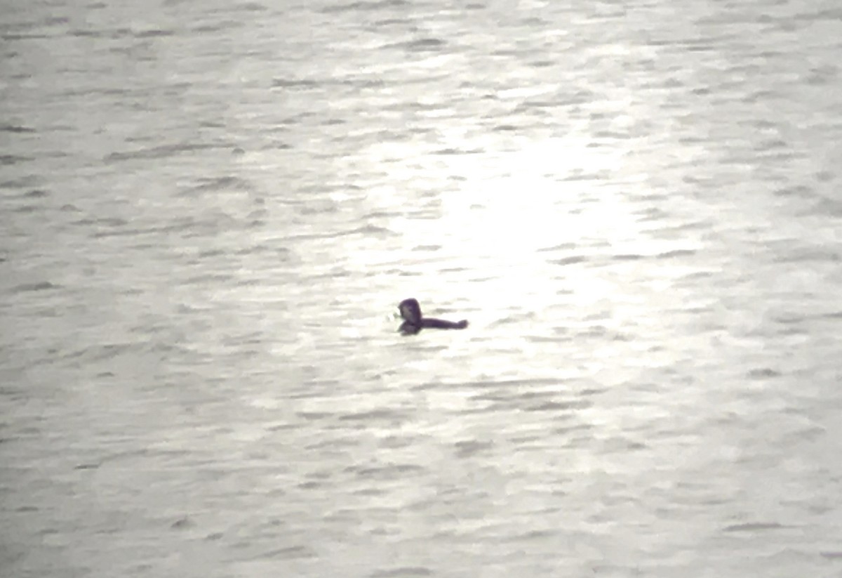 Ring-necked Duck - ML75200841