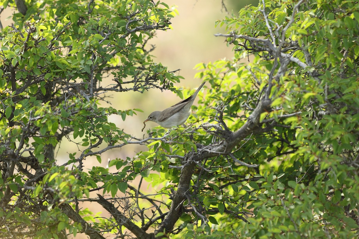 Upcher's Warbler - Simeon Gigov