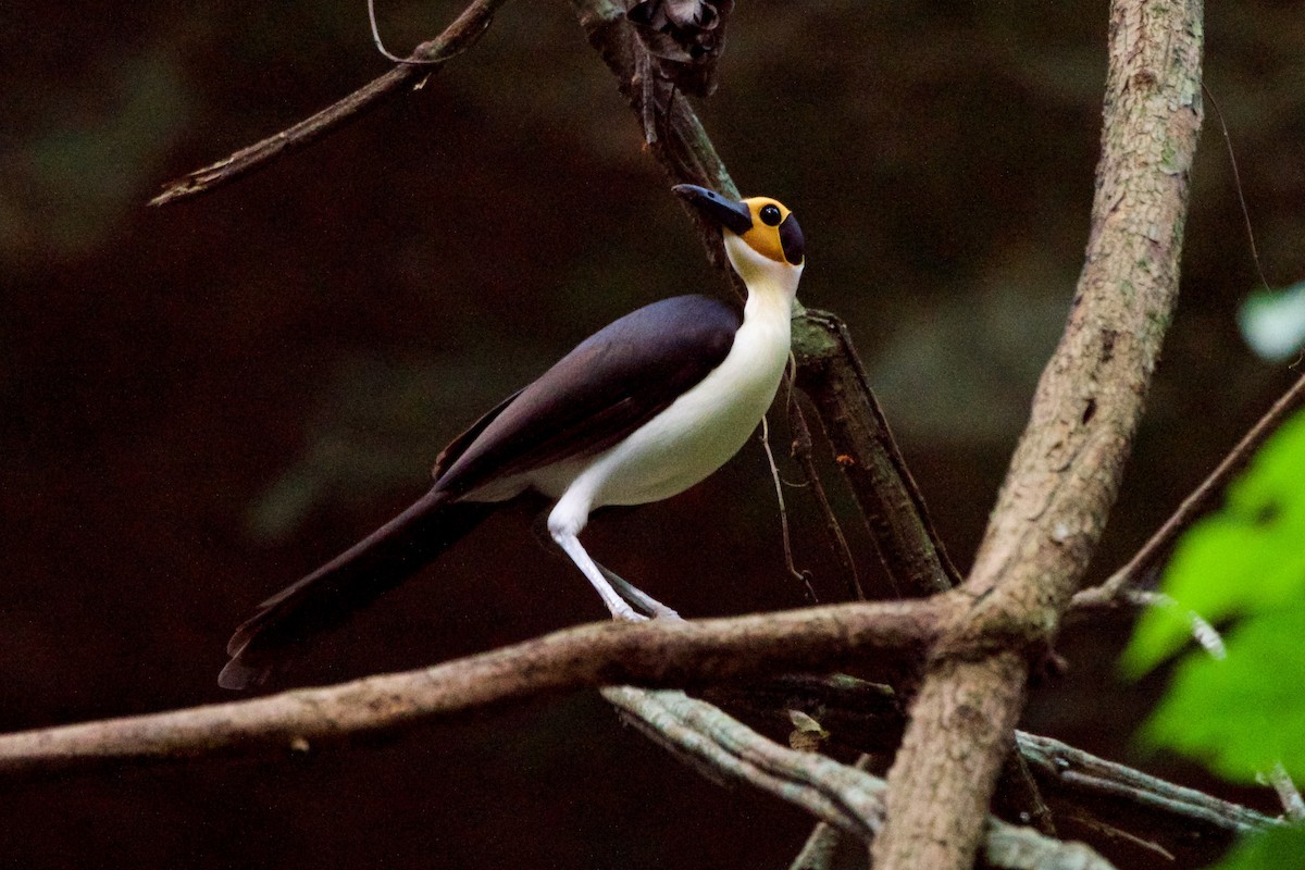 White-necked Rockfowl - ML75201631