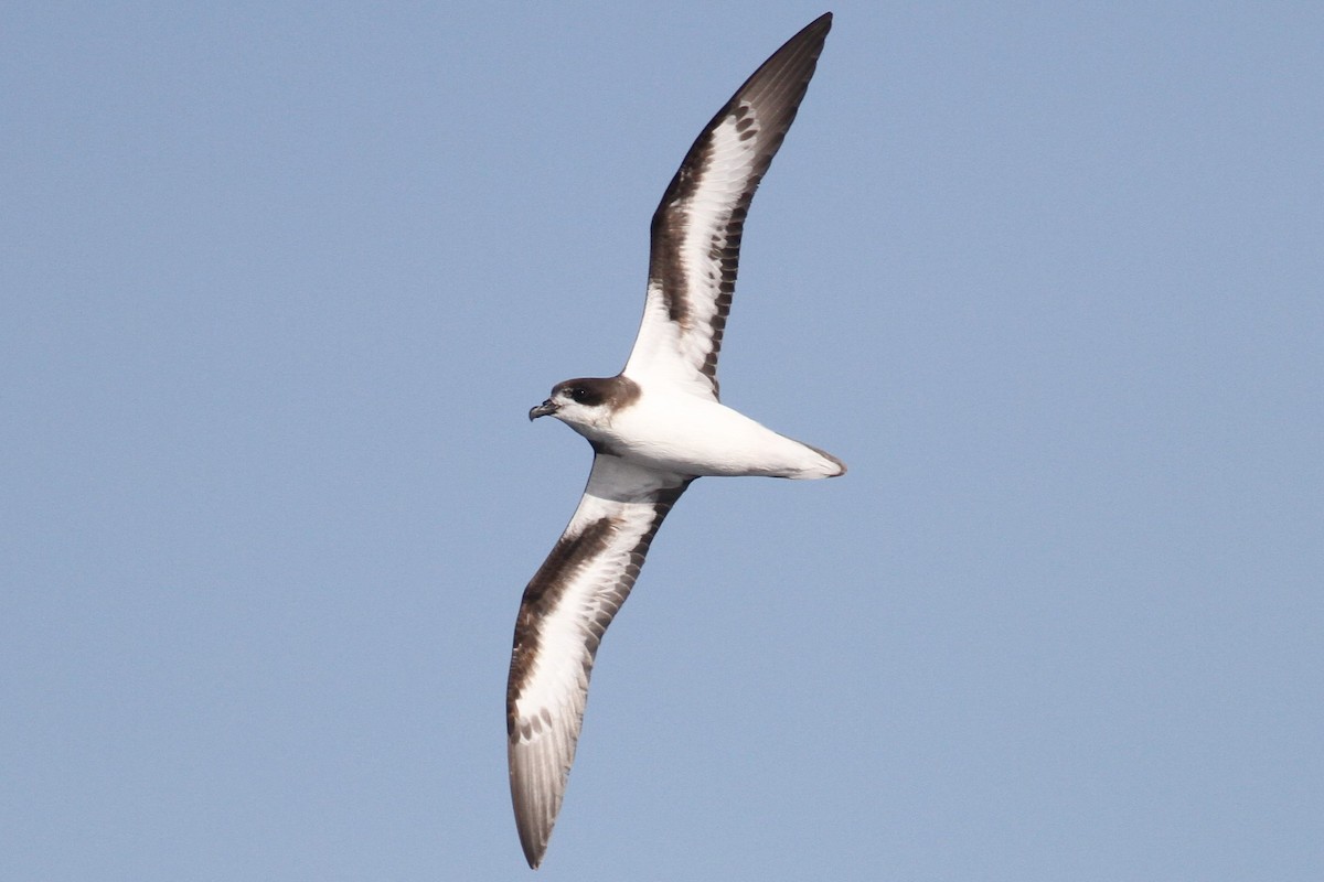 Bermuda Petrel - ML75201771