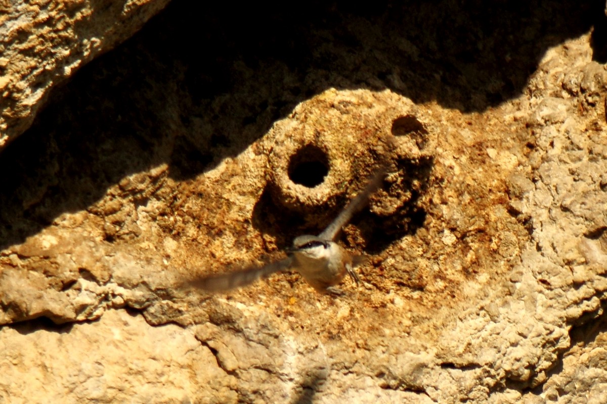 Western Rock Nuthatch - ML75202691