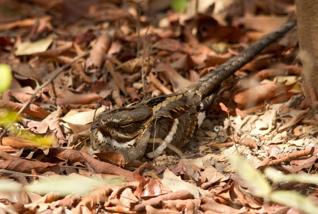 Long-tailed Nightjar - Piet Grasmaijer