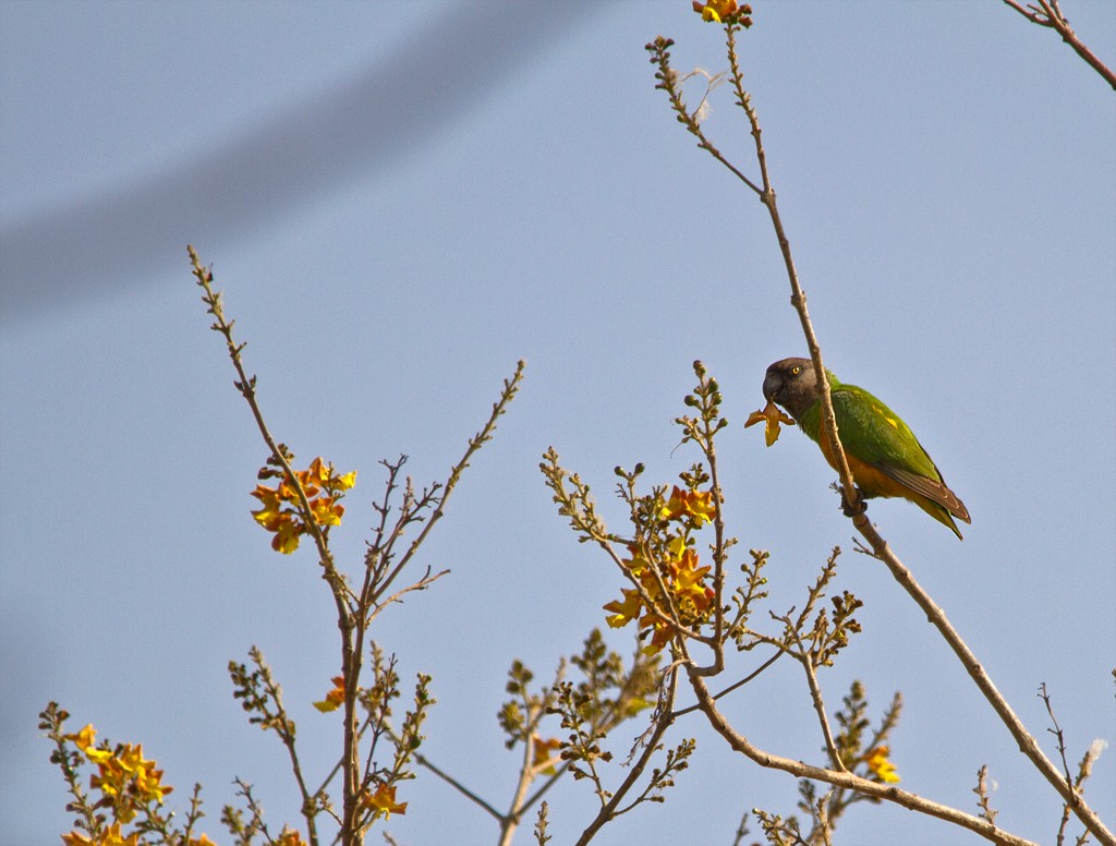 Senegal Parrot - ML75203891
