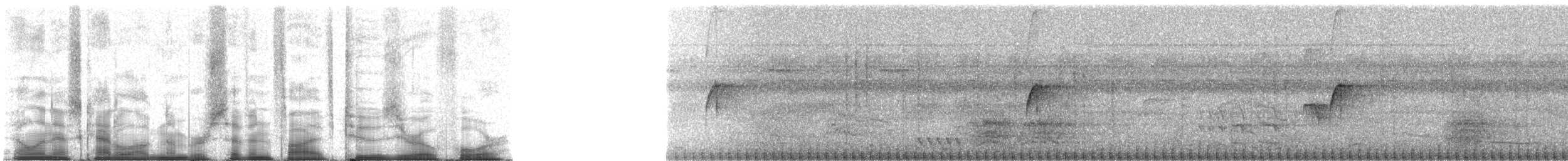 Tolmomyias sp. - ML75204