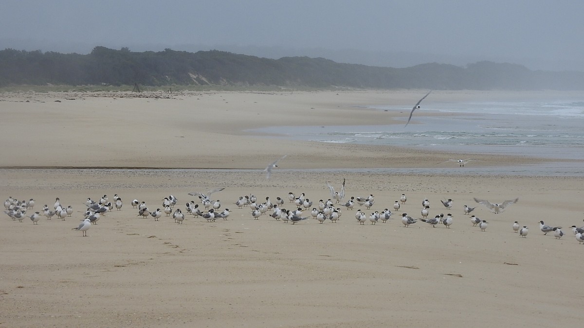 Great Crested Tern - ML75204851