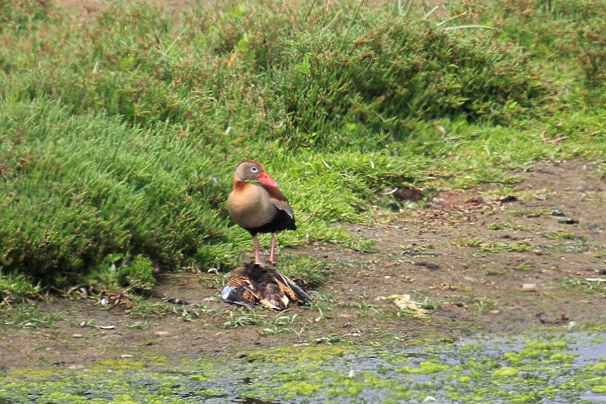 Black-bellied Whistling-Duck - ML75205921