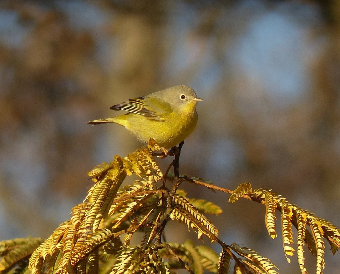 Nashville Warbler - Paul Saffold