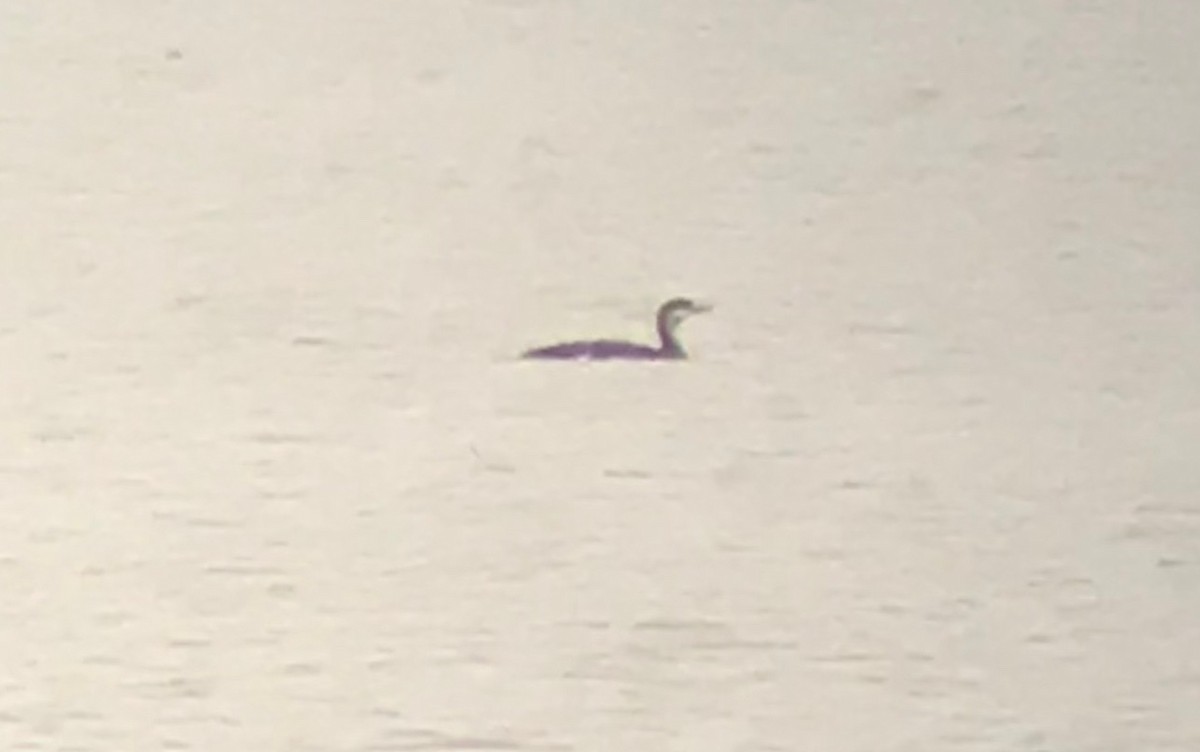 Red-throated Loon - Troy Shively