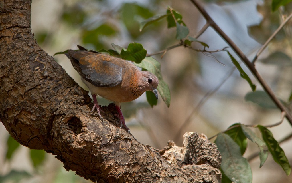 Laughing Dove - ML75206691