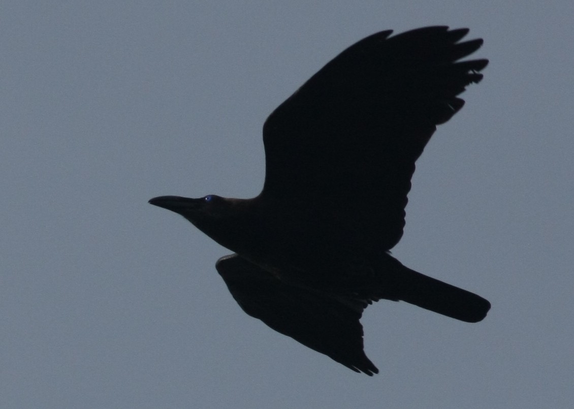 Brown-headed Crow - ML75207161
