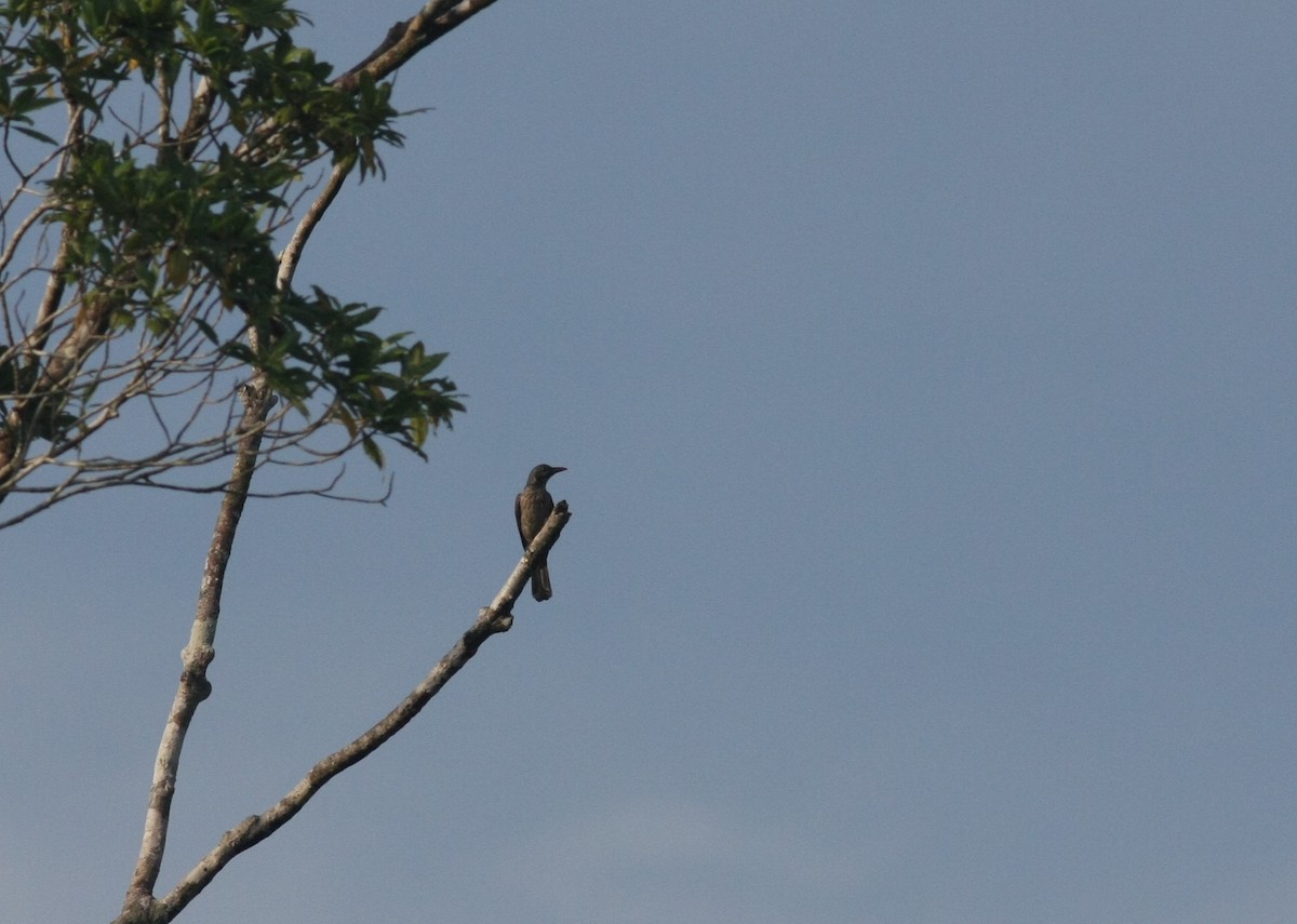 Brown Oriole - Leighton Reid