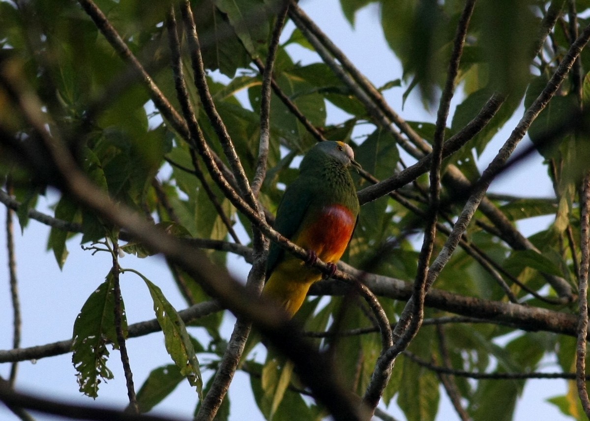 Coroneted Fruit-Dove - Leighton Reid