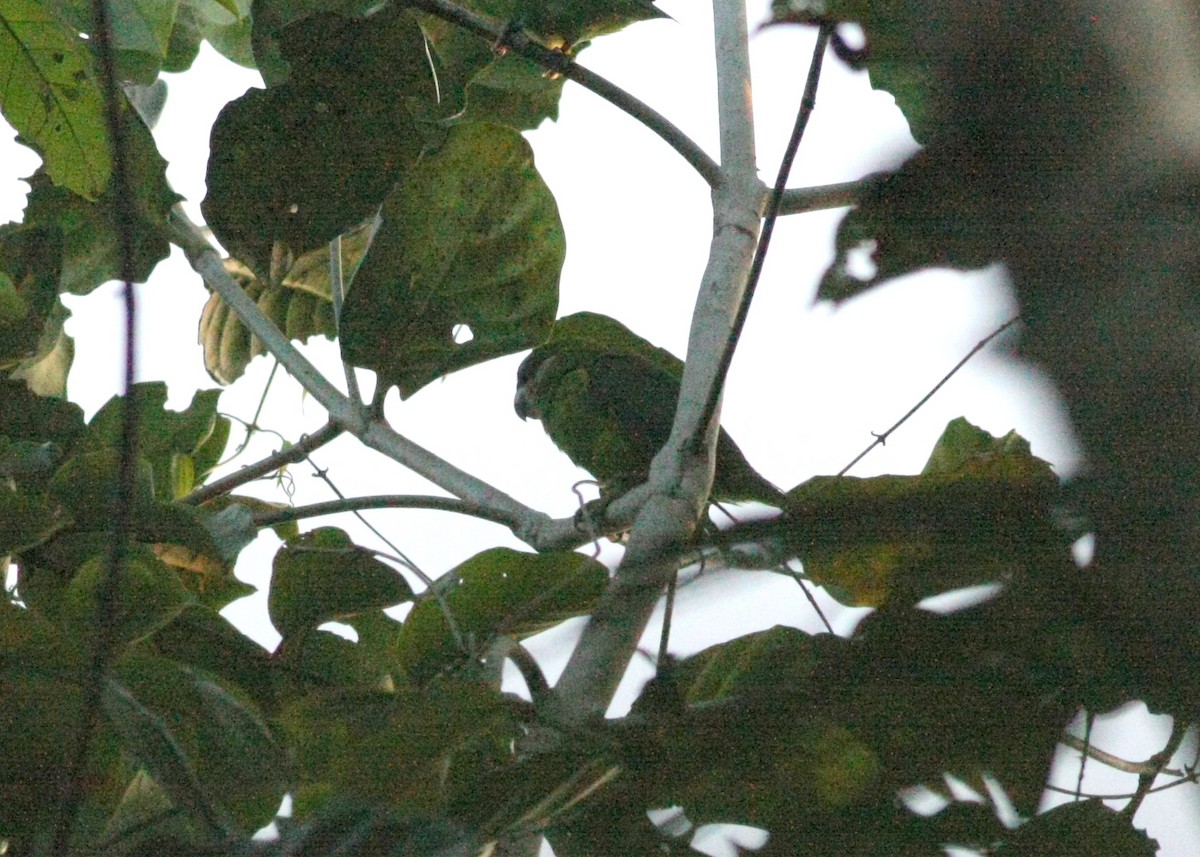 Double-eyed Fig-Parrot - ML75207651