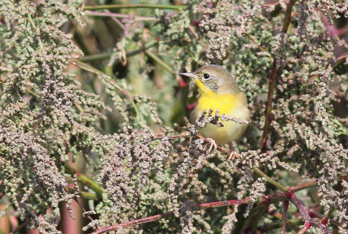 Common Yellowthroat - ML75208241