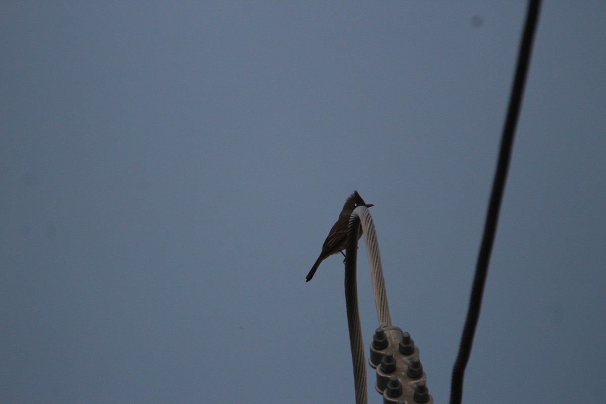 Greater Pewee - Elena  Pineda