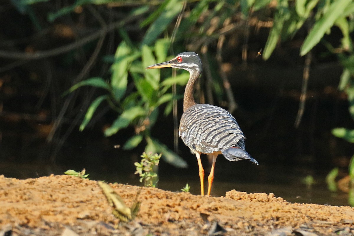 Sunbittern - ML75208871