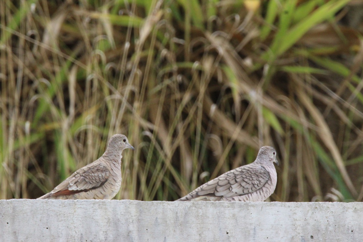 Inca Dove - ML75209011