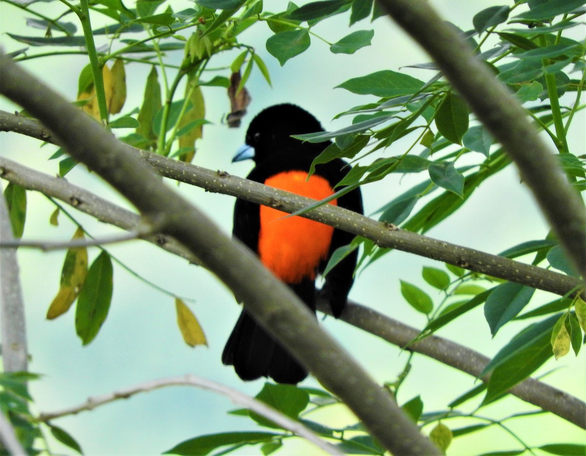 Flame-rumped Tanager - ML75209241