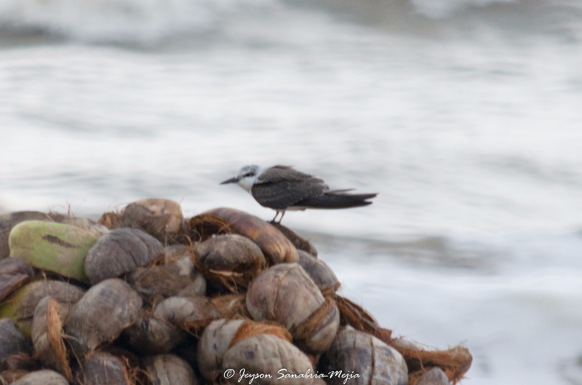 Bridled Tern - ML75209431