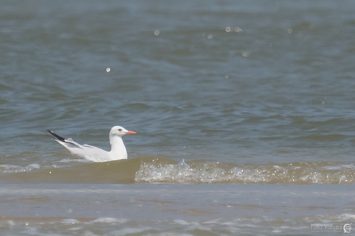 Slender-billed Gull - ML75209461