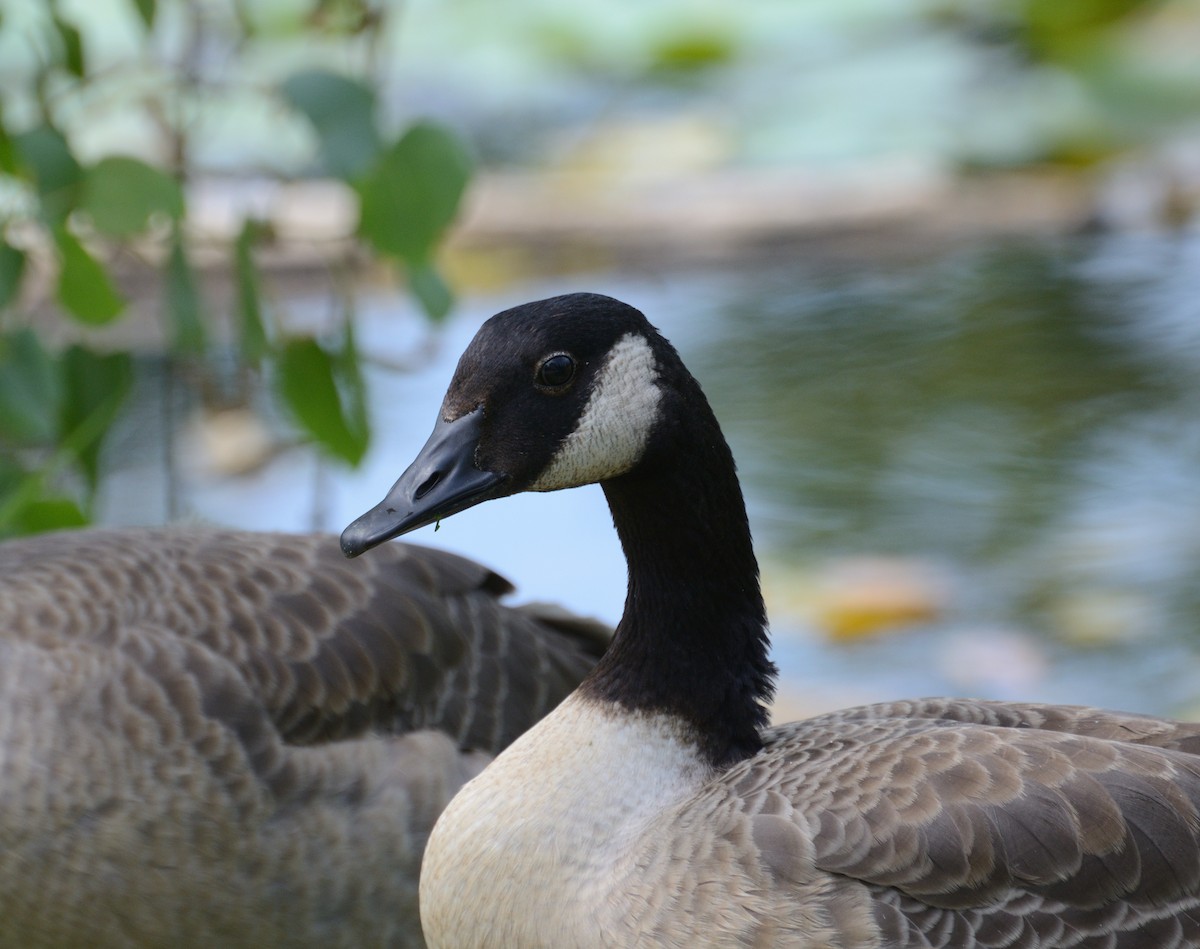 Canada Goose - ML75209591