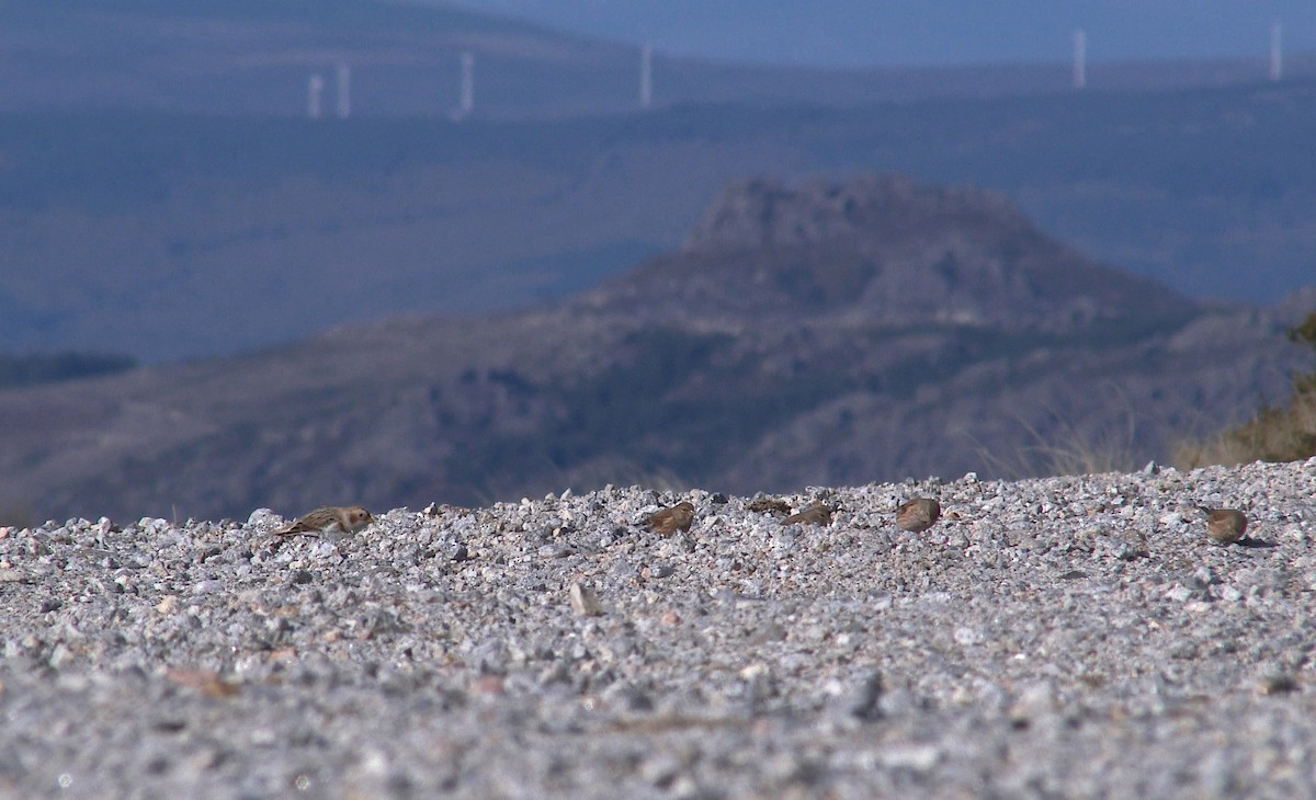 Snow Bunting - ML75209711